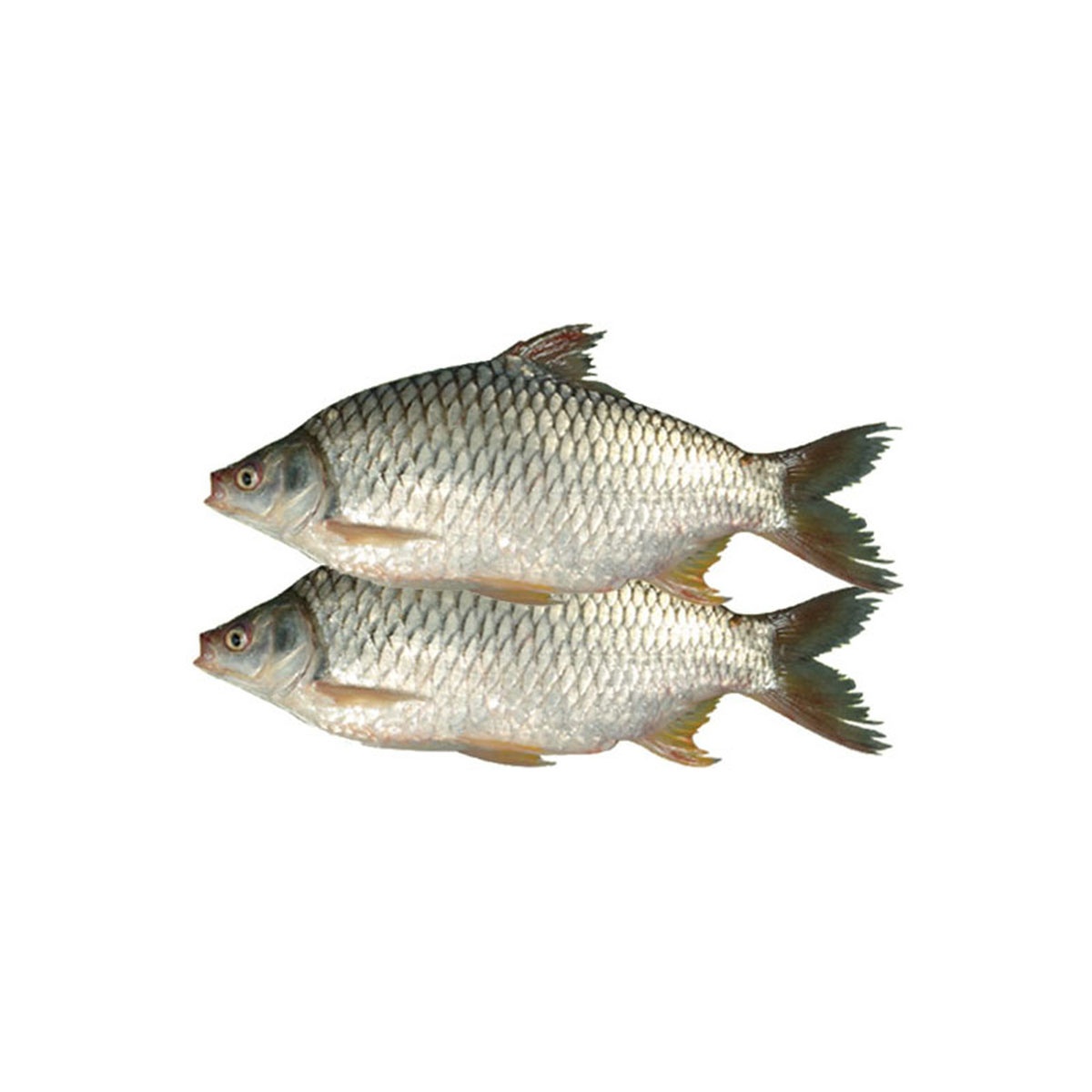 Frozen Shorputi(Olive barb) fish for Export