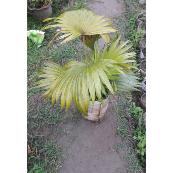 Cines Pam tree (চাইনিজ খেজুর গাছ)