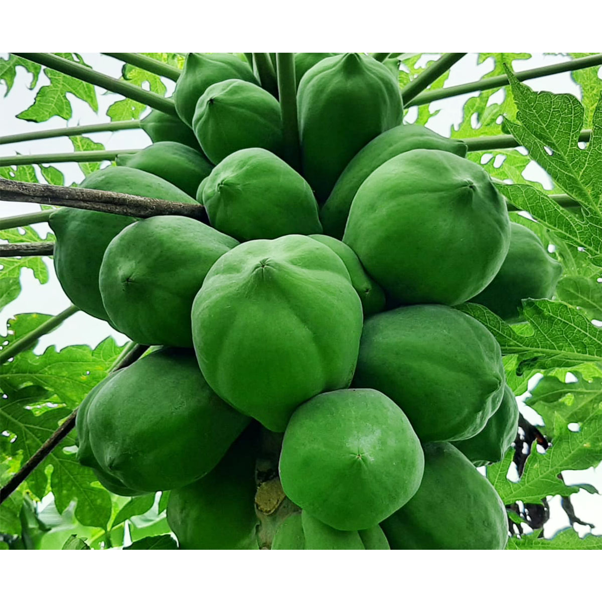 Papaya (পেঁপে) - Fresh,Organic & Chemical Free for Export